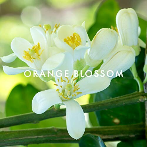 Close-up of white orange blossom flowers on a branch